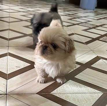 İtlər: Pekines — 1