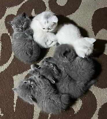 Pişiklər: Britan — 8