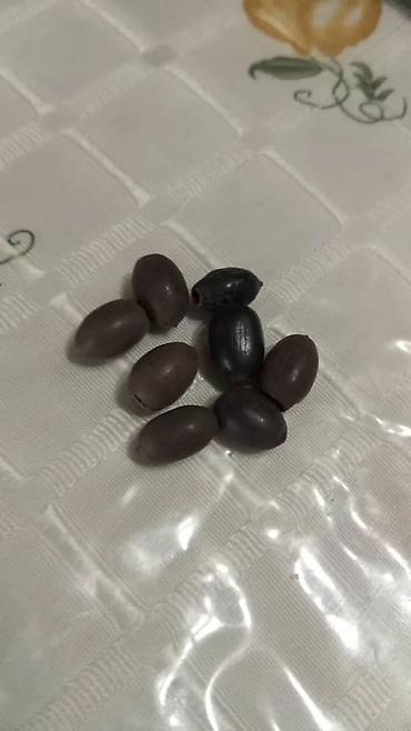 Other garden flower saplings & seedlings: Дикий виноград вьющийся как лиана, как плющ виноградная лоза — 14