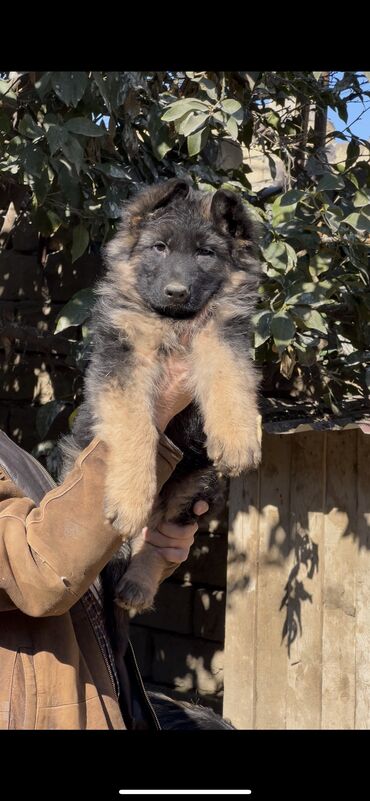 İtlər: Alman çoban iti, 3 ay, Erkek, Peyvəndli — 16