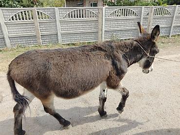 Продам с/х животных: Осёл рабочий - Вид: домашний осёл (Equus asinus) - Масть — 1
