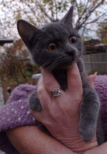 показы 1 354 72 договорная кошка даром британская короткошёрстная 1 год мальчик метис 2 позвонить написать: Мышыктар сатылат