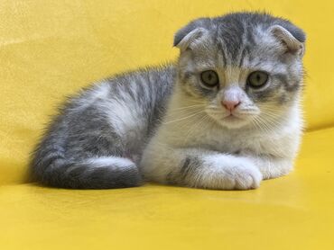 шотландская прямоухая кошка цена: Шотландский вислоухий (2 месяца, 03.04.2024 г.р.). Приучен к лотку