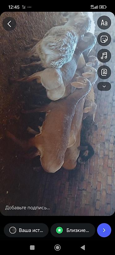 Баран, овца: Продаю | Овца (самка) | Для разведения — 8