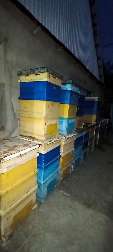 чон бээ: Продам Улья б.у. количество 20шт. система рута. 12 рамонный 2х — 6