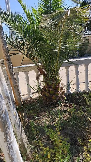 xurma palması: Dekorativ xurma (palm) ağacı - Növ: Bəzək məqsədli xurma palmaları — 2
