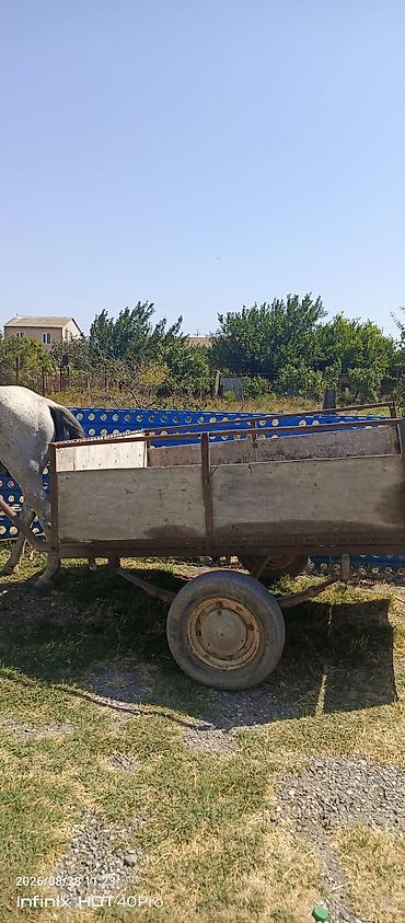 masin satis sayti: At arabası və qoşqu dəsti - İki təkərli, yarımörtülü taxta bortlu — 2