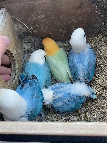 quş: Fişer balaları satılır 1 ədədinin qiyməti 150m yemə düşdeyden sonra — 1