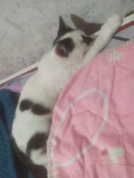 наполнитель для кошек: 3 месяца, Мальчик, Приучена к лотку