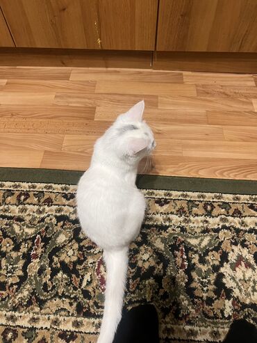 возьму кошку в добрые руки: Отдам бесплатно