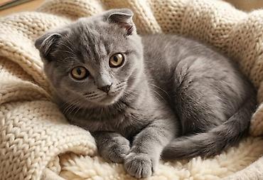 шотландский мышык: Шотландские вислоухие котята - Порода: Scottish Fold (вислоухие) - — 1