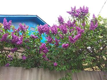 Сирень: Продаю саженцы. Сажать и пересаживать нижеперечисленное нужно весной — 16