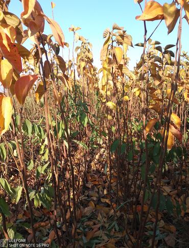 Şitillər: Meyvə tingləri satışdadır və sağlam zəmanətli sifariş verə bilərsiz -da lalafo.az — 12 Şitillər: Meyvə tingləri satışdadır və sağlam zəmanətli sifariş verə bilərsiz — 12