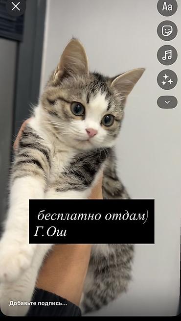 Животные: Отдам бесплатно котёнка. Город: Ош. Описание: - Полосато-белый — 1