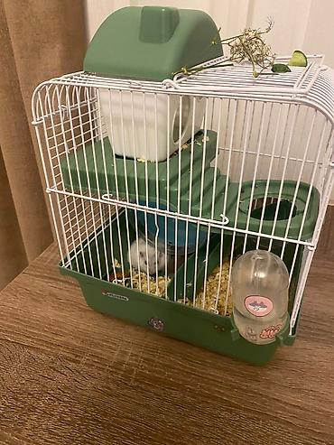 клетки для джунгариков: Cırtdan hamster və tam dəst qəfəs Məhsul təsviri: - Növ: cırtdan — 3