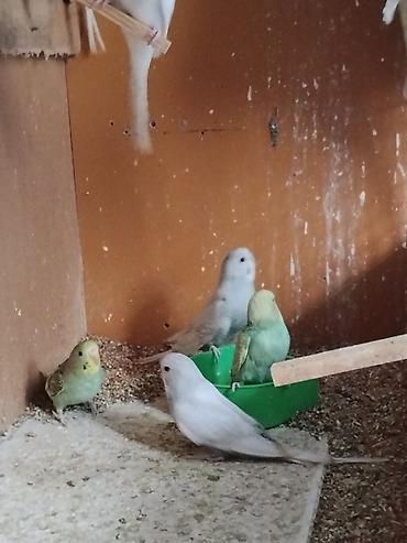 oğlan papuqay adlari: Dalmatin və rəngarəng dalğalı (muhabbet) papağanlar - Növ: Dalğalı — 3