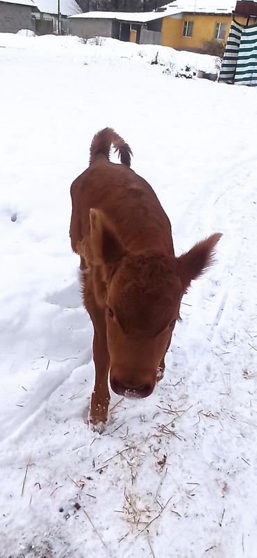 Коровы, быки: Продаю | Тёлка, Музоо, торпок | Для разведения, Для молока | Искусственник — 13