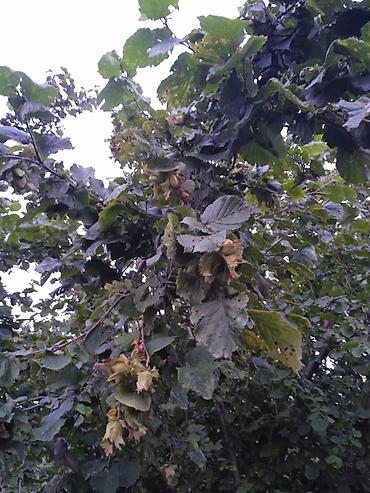 Ağaclar: Fındıq bağı – məhsuldar, baxımlı sahə - Mədəni fındıq kolları — 13