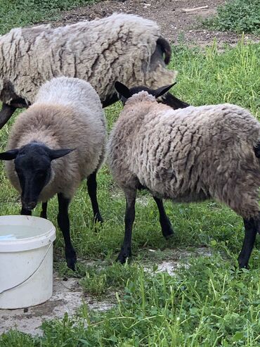 электро пастух: Талап кылынат Чабан, Төлөм Күн сайын