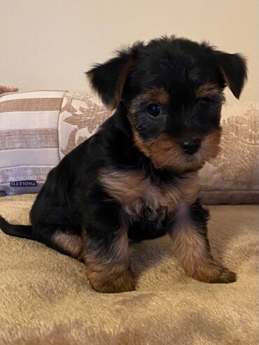 Άλλα: Yorkshire Terrier Puppy For adoption 11 Weeks old READY TO LEAVE, Vet