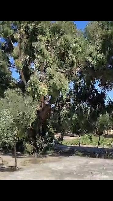 Bağ evlərinin satışı: Nardaran. Sea Breezele uz-beuz 44 sot, 6 dene ev (ayrica), 11 otag — 3