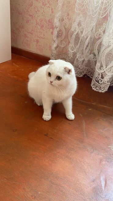 Pişiklər: Şotland, Dişi, Yaxşı əllərə, Pulsuz çatdırılma -da lalafo.az — 12 Pişiklər: Şotland, Dişi, Yaxşı əllərə, Pulsuz çatdırılma — 12