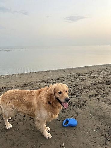 çoban iti adları: Retriever, 5 il, Erkək, Cütləşmə üçün — 6