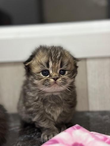 Кошки: Шотландская вислоухая — 9