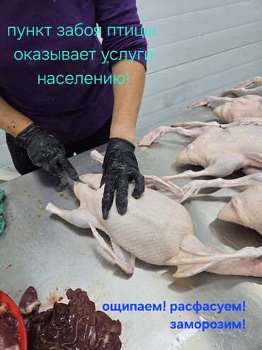 перепелиное мясо цена: Услуги пункта забоя птицы для частных хозяйств и фермеров. Что