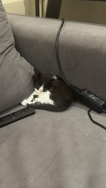 кошка черная: Кошка даром: Беспородная, 3 месяца, Девочка, Приучена к лотку — 2