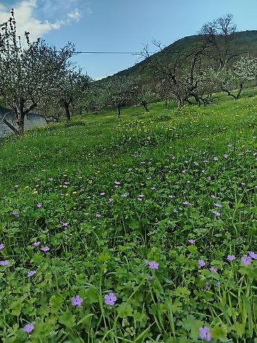 sahab mtk satilan evler: 48 sot, Kənd təsərrüfatı, Mülkiyyətçi, Bələdiyyə — 2