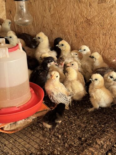 кошка с разными глазами: Продаю | Куры, Петух, Цыплята | Домашняя | На забой, Для разведения, Несушки