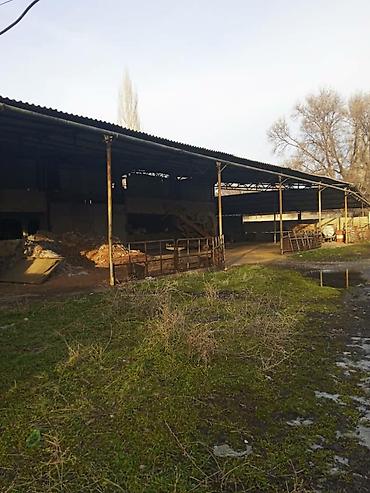 Продажа сельхоз предприятий: Продается производственная база с фермой свинарником at lalafo.kg — 4 Продажа сельхоз предприятий: Продается производственная база с фермой свинарником — 4