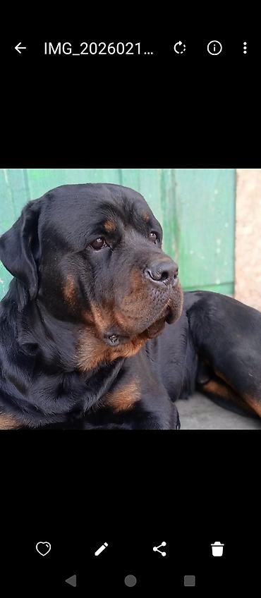 отдам даром собак в бишкеке: 🐕‍🦺 ПРЕДЛАГАЕТСЯ КОБЕЛЬ РОТВЕЙЛЕРА ДЛЯ ВЯЗКИ 🖤 Мощь, породность и — 1
