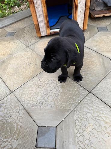 tap. az itler: Kane-Korso, 1 ay, Erkək, Ünvandan götürmə — 5
