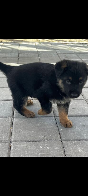 yuxuda qaz balası görmək: 2 ay, Erkek, Ödənişli çatdırılma