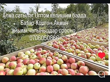 Яблоки: Яблоки Оптом — 1