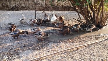 Digər quşlar: 14 ordeydi siyezende yerleşir isdeyen elaqe saxlasin