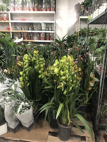 Другие комнатные растения: Комнатные растения в горшках — декоративные и фруктовые 1) Карликовый — 21