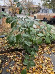 ураган для травы бишкек: Продается дерево лимона