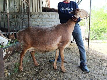 гиссарские бараны цена в таджикистане: Продаю | Овца (самка) | Полукровка | Для разведения | Матка