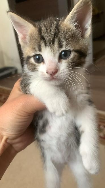 мышык кошка: Котята, короткошёрстные, тигрово-белые (табби с белым). - Окрас — 3