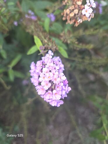 Aksesoari za kosu: Ukrasni leptir šnala – roze - Dekorativni leptir u intenzivnoj roze — 14