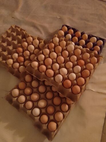 Akvariumlar: Lohman yumurtası