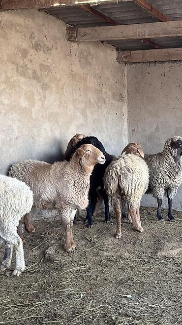 Баран, овца: Продаю | Овца (самка) | Для разведения | Матка — 4