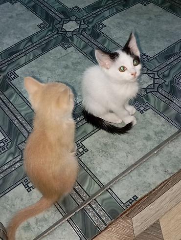 чёрные котята: Котята - Возраст: 3 месяца. - Окрас: - Бело‑чёрный с тёмным хвостом — 1