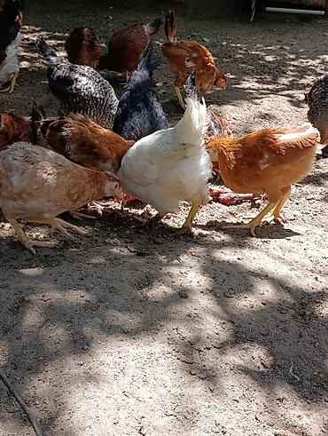 ditdili dermani: Məhsul: Yerli tam sağlam kənd toyuqları 3aylıq bütün vitaminləri — 7