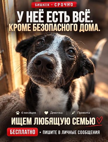 захоронение собак: Собака даром: Курцхаар, 6 месяцев, Самка, С прививкой — 1