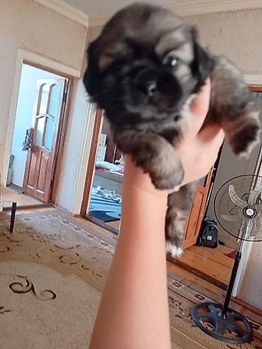 toy pudel satilir: Pekines, 1 ay, Dişi, Ünvandan götürmə — 2