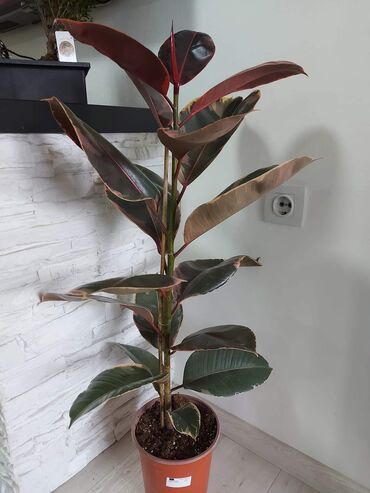 Fikus: Fikus ruby visine 110 cm
